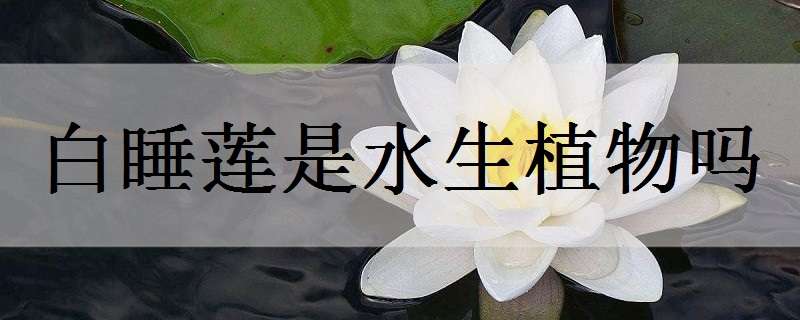 白睡莲是水生植物吗 睡莲是旱生植物还是水生植物