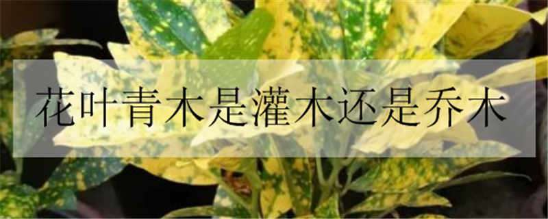 花叶青木是灌木还是乔木