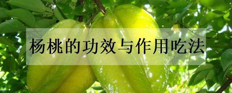 杨桃的功效与作用吃法（杨桃的功效与作用吃法杨桃的吃法）