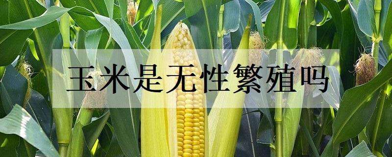 玉米是无性繁殖吗