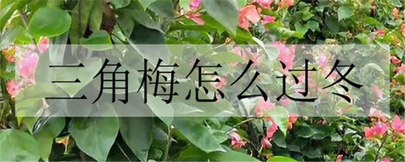 三角梅怎么过冬 户外三角梅怎么过冬