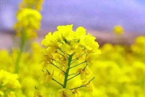 小孩缺铁吃什么补得快（小孩缺铁吃什么食物补得快）