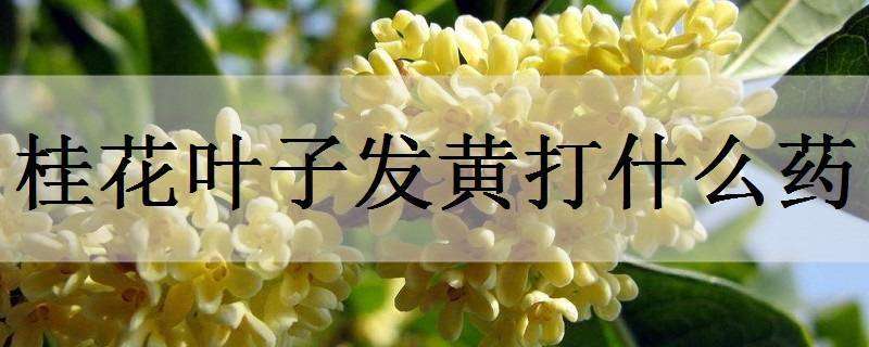 桂花叶子发黄打什么药