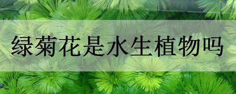 绿菊花是水生植物吗 绿菊是什么植物