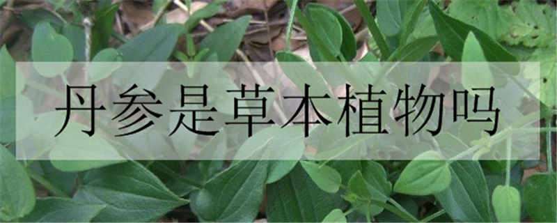 丹参是草本植物吗