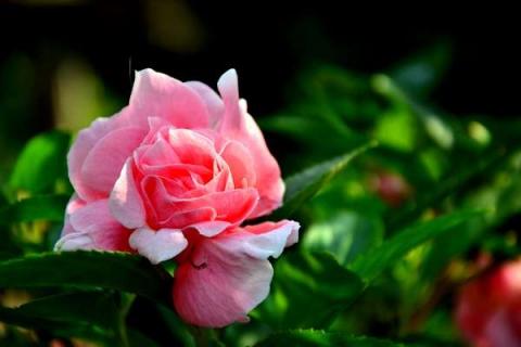 凤仙花不开花是什么原因及解决办法（凤仙花不开花是什么原因及解决办法图片）