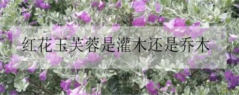 红花玉芙蓉是灌木还是乔木 木芙蓉是常绿灌木吗