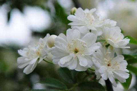 木香花的缺点有哪些 木香花 缺点