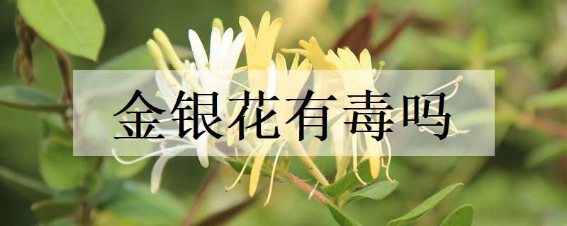 金银花有毒吗 金银花有毒吗是否伤肝