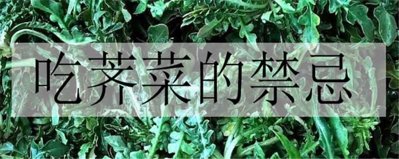 吃荠菜的禁忌