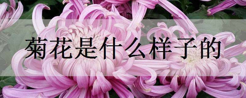 菊花是什么样子的