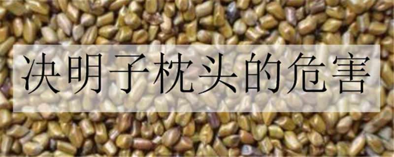 决明子枕头的危害（决明子枕头的危害及禁忌）