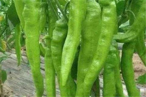 青椒种植最佳时间和方法及注意事项（青椒种植最佳时间和方法及注意事项是什么）