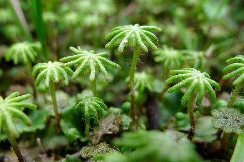苔藓最快繁殖方法 苔藓最快繁殖方法视频