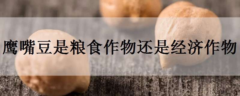 鹰嘴豆是粮食作物还是经济作物