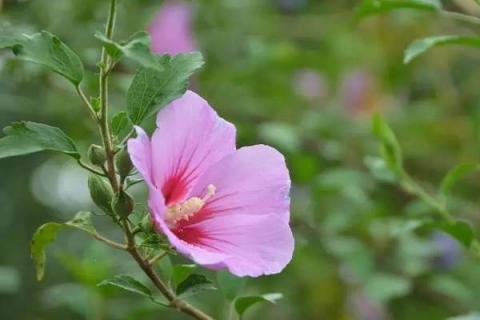 木槿枝泡水能生根吗 木槿花可以泡水生根吗