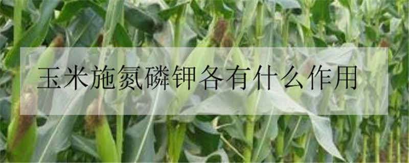 玉米施氮磷钾各有什么作用 玉米施氮磷钾各有什么作用与功效