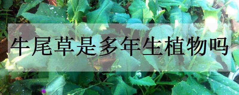 牛尾草是多年生植物吗（牛尾草是多年生植物吗为什么）