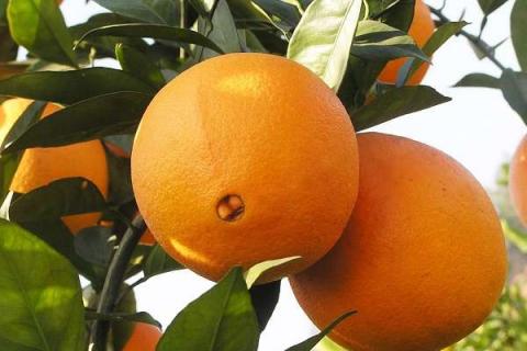 脐橙功效与作用禁忌 食用方法有哪些