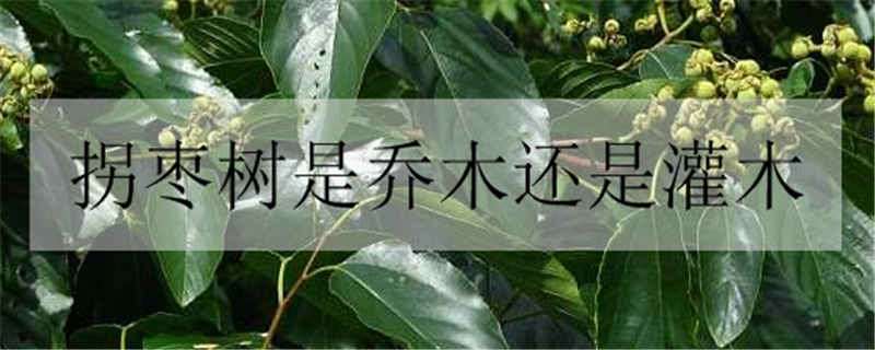 拐枣树是乔木还是灌木 拐枣树是什么科植物