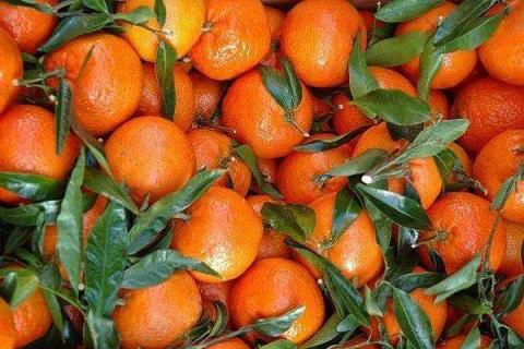 柑橘种植技术与管理（柑橘种植技术与管理技术）