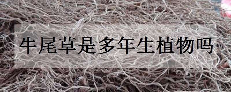 牛尾草是多年生植物吗（牛尾草是多年生植物吗）