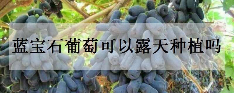 蓝宝石葡萄可以露天种植吗 蓝宝石葡萄可以露天种植吗