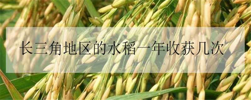 长三角地区的水稻一年收获几次（长三角地区的水稻一年收获几次呢）