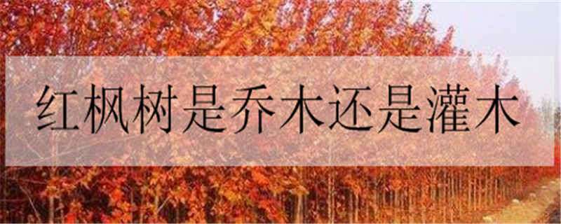 红枫树是乔木还是灌木（枫树属于乔木还是灌木）