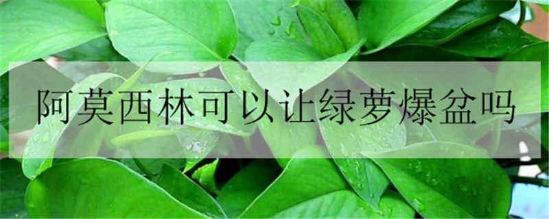 阿莫西林可以让绿萝爆盆吗（阿莫西林可以养绿萝吗）