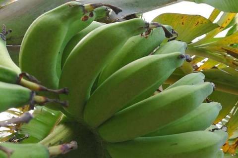 仙人蕉的营养价值及营养成分 仙人蕉的功效与作用