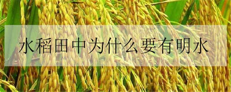 水稻田中为什么要有明水 稻田的水是怎么来的