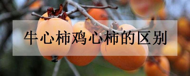 牛心柿鸡心柿的区别 鸡心柿和柿子的区别