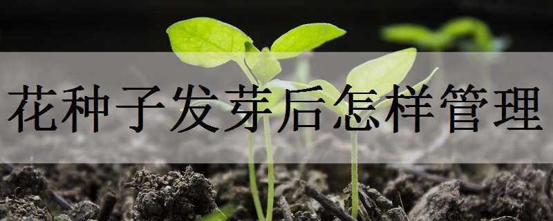 花种子发芽后怎样管理