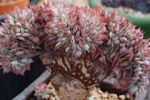 矮壮素多久能使多肉缀化（矮壮素适合多肉植物吗）