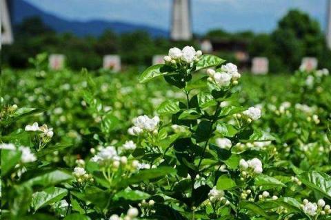 最香的茉莉花品种是什么 养护方法有哪些