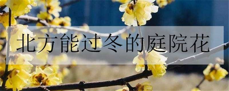 北方能过冬的庭院花