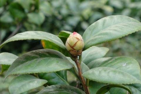 茶花有花苞后怎么养护