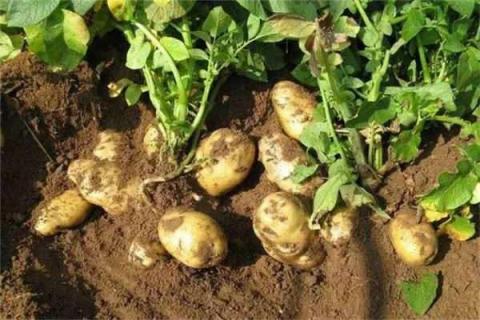 土豆靠什么传播种子 土豆靠什么传播种子的二年级