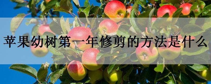 苹果幼树第一年修剪的方法是什么（苹果幼树第一年修剪视频）