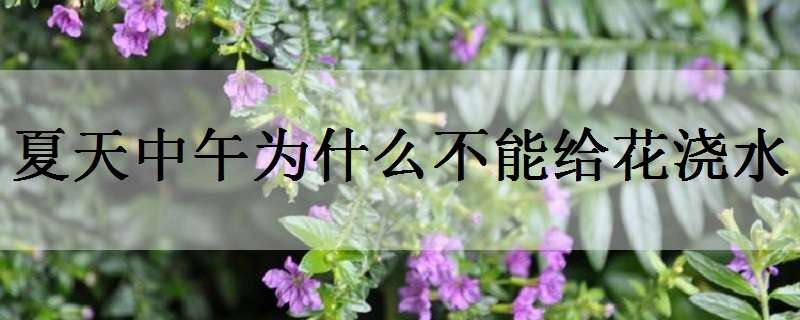 夏天中午为什么不能给花浇水