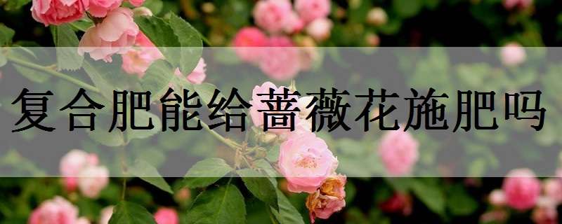 复合肥能给蔷薇花施肥吗