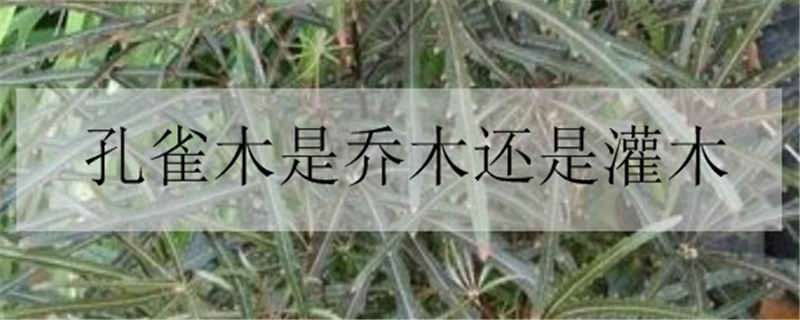 孔雀木是乔木还是灌木（孔雀木植物）