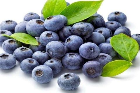 蓝莓移栽多久算活了 蓝莓树苗多少钱一棵三年苗