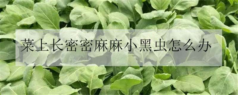 菜上长密密麻麻小黑虫怎么办 菜上长密密麻麻小黑虫用什么药可以除去