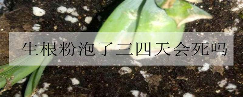 生根粉泡了三四天会死吗