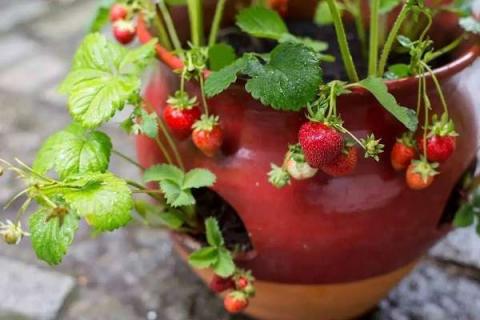 盆栽草莓浇水注意事项有哪些