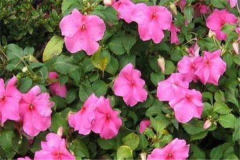 凤仙花种子需要泡水吗（国家为什么禁止用凤仙花染指甲）