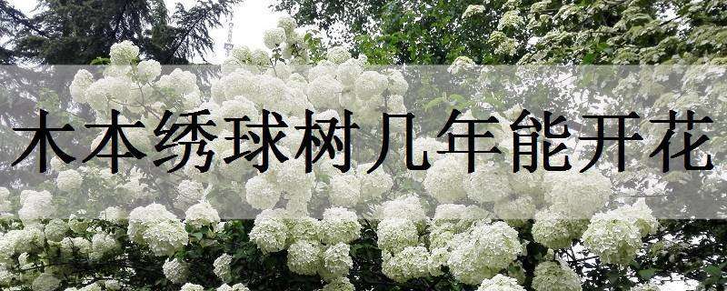 木本绣球树几年能开花（木本绣球花树几月开花）