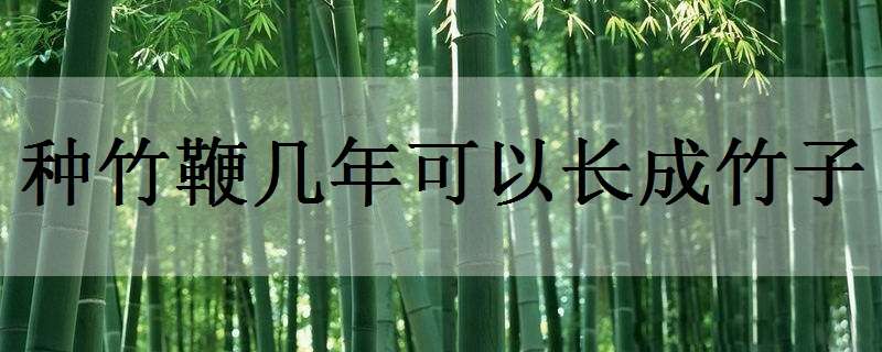 种竹鞭几年可以长成竹子 竹鞭一年能长多长